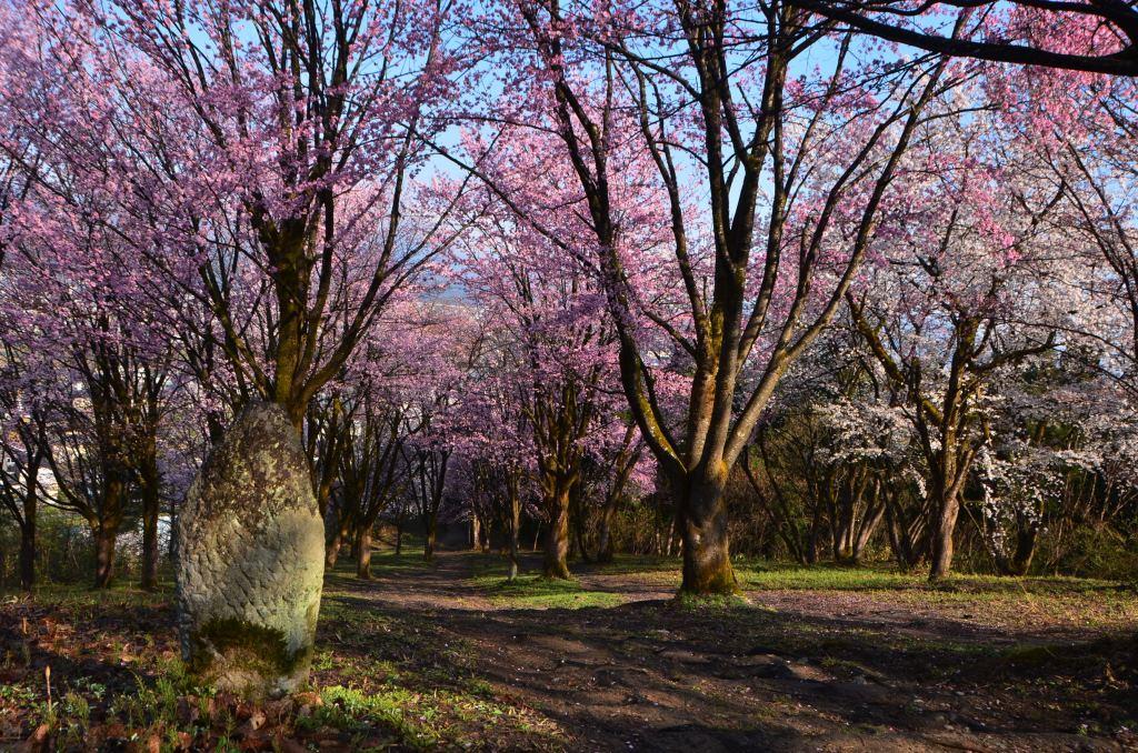 2016/4/12 坂戸山　六万騎山_a0340812_844030.jpg