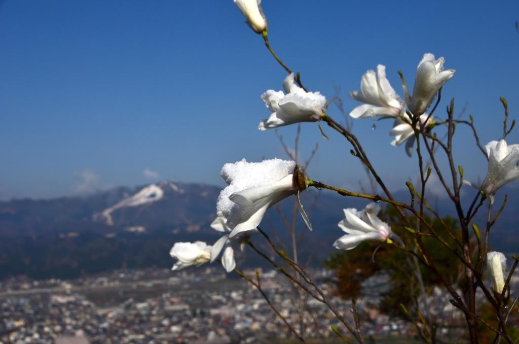 2016/4/12 坂戸山　六万騎山_a0340812_846173.jpg