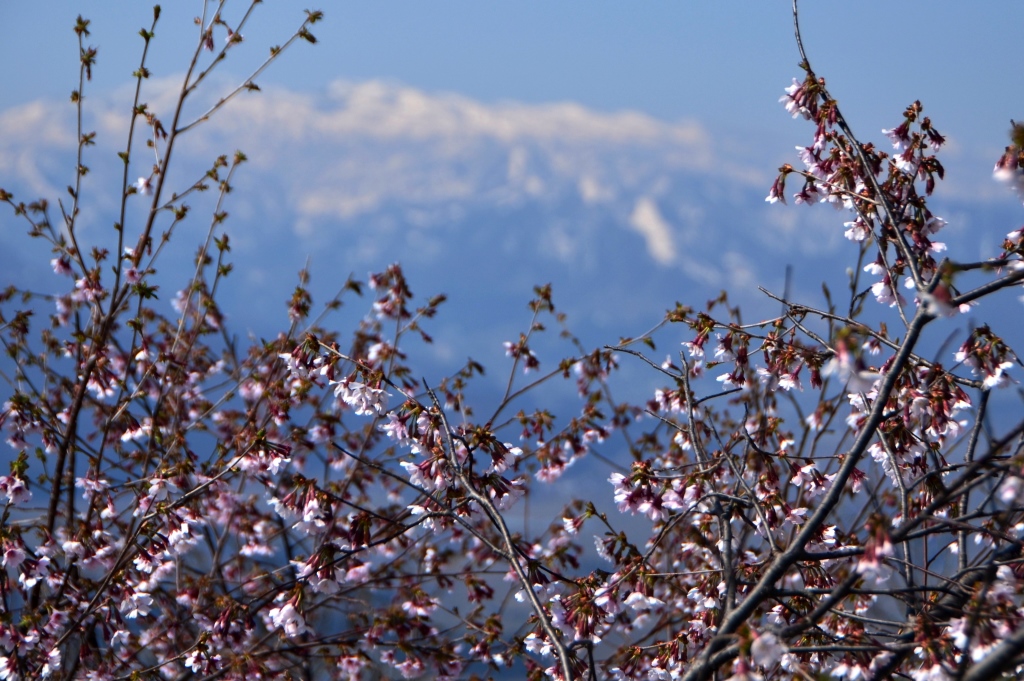 2016/4/12 坂戸山　六万騎山_a0340812_8483645.jpg