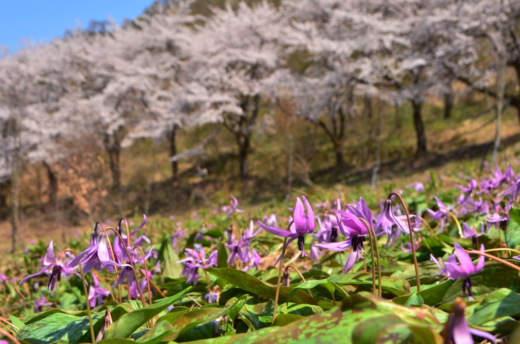 2016/4/12 坂戸山　六万騎山_a0340812_8485844.jpg