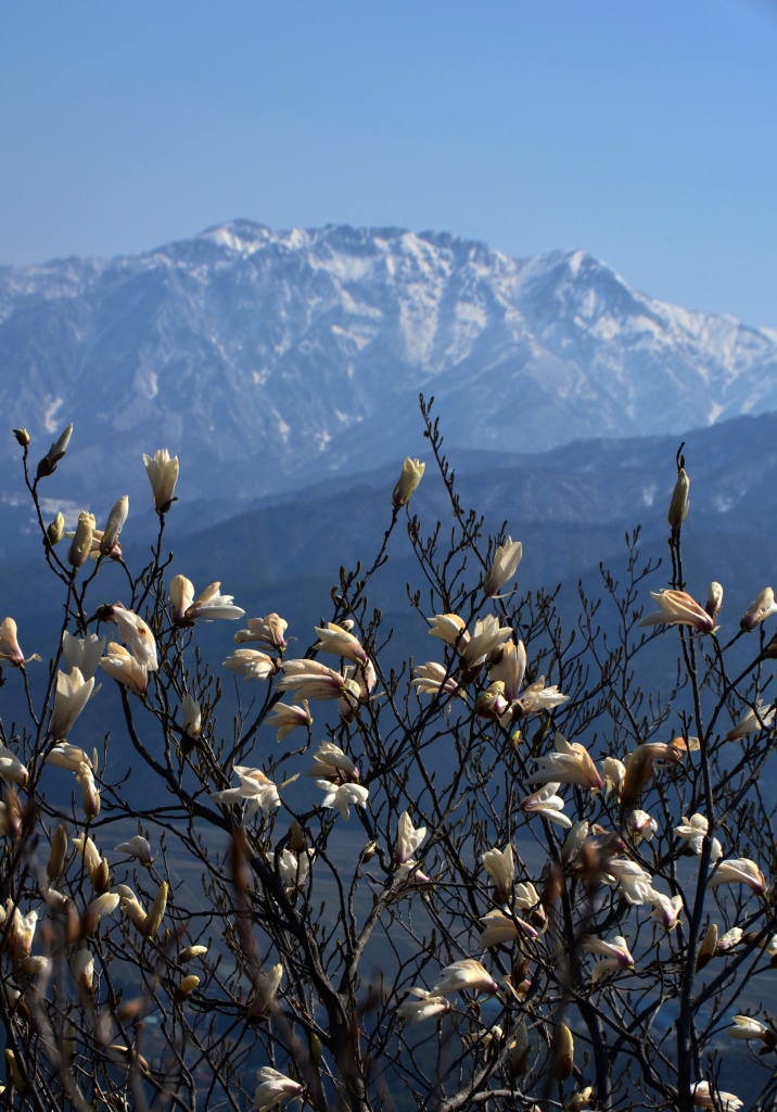 2016/4/12 坂戸山　六万騎山_a0340812_848791.jpg