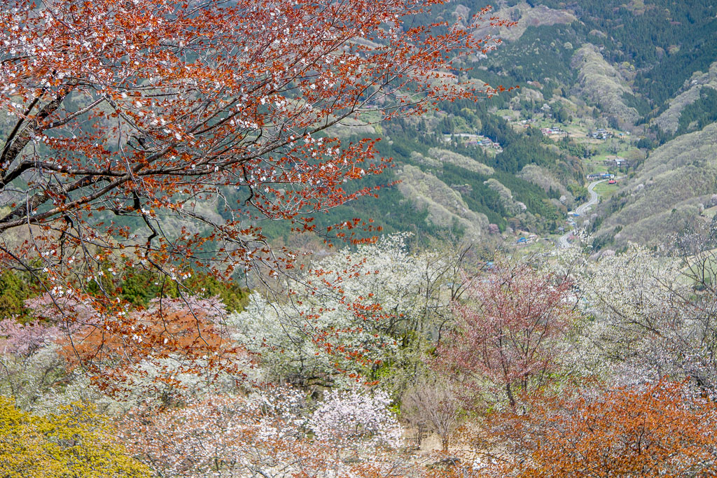 蓑山（美の山）の山桜＠秩父_b0010915_2172074.jpg