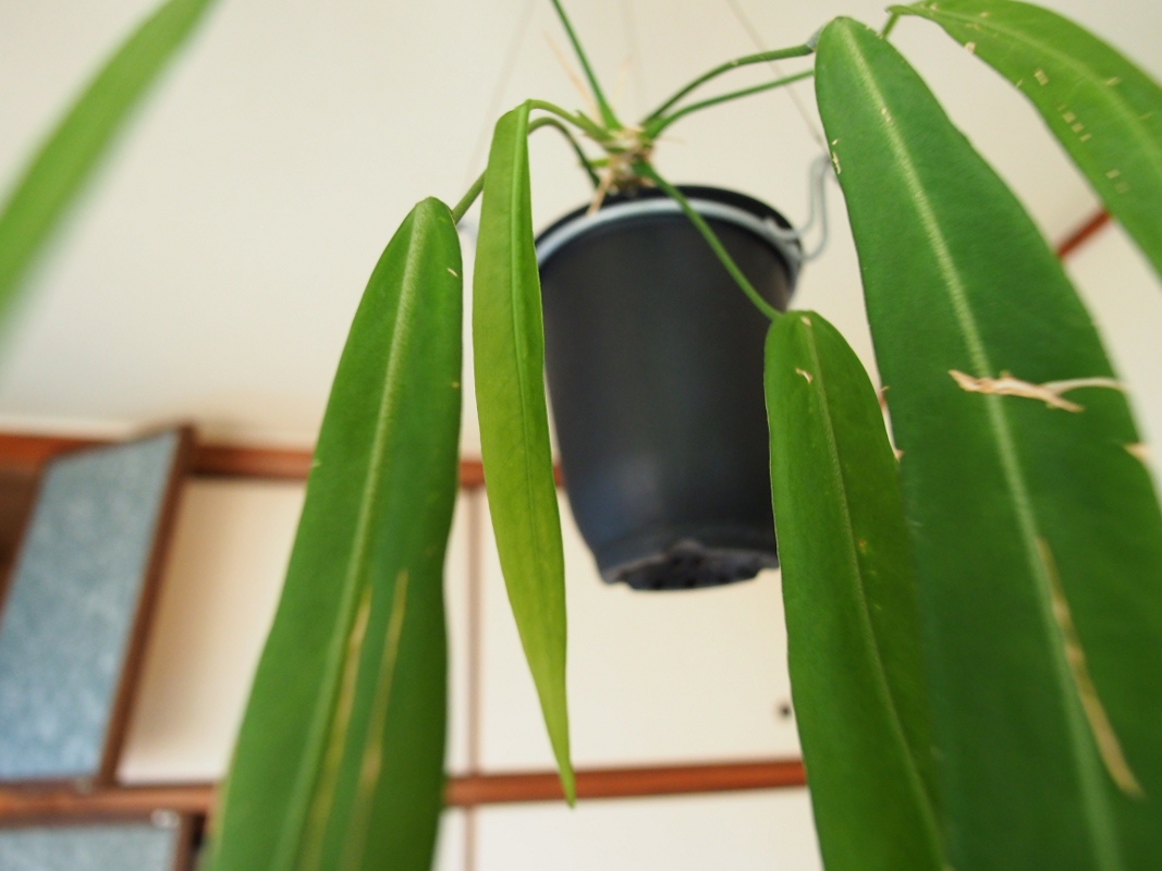 アンスリウム・パリディフローラム : Blog: Living Tropically アンスリウム・パリディフローラム : Blog: Living Tropically