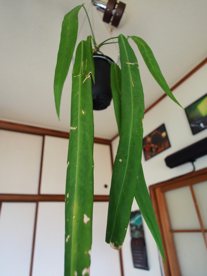 アンスリウム　パリディフローラム　Pallidiflorum 熱帯植物　アロイド