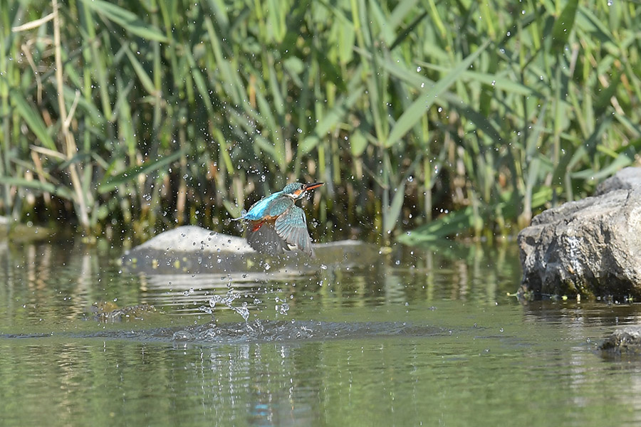 160415 強風・川後ピラ池_c0278820_17343851.jpg