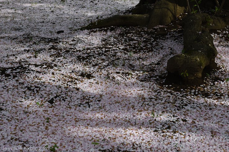 東光寺 ～染井吉野と石戸蒲桜～ 2_d0319222_9185183.jpg