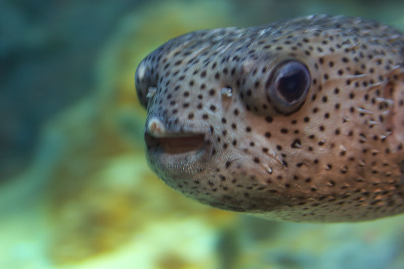 小樽水族館：かわいいと人気の魚_e0001123_21113250.jpg