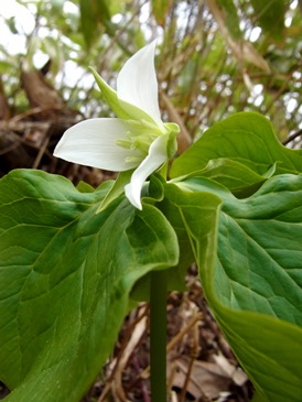 c0204725_1184449.jpg