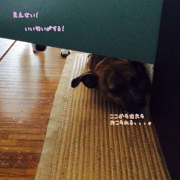 d0269832_13034792.jpeg