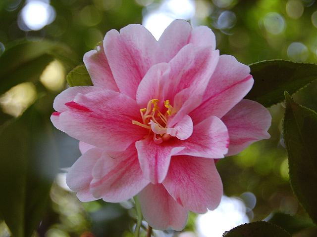 覆輪一休（フクリンイッキュウ） : 今日の花