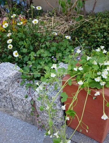 f0042637_11335731.jpg