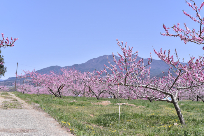 桜の次はもも〜♪_d0025144_21184899.jpg