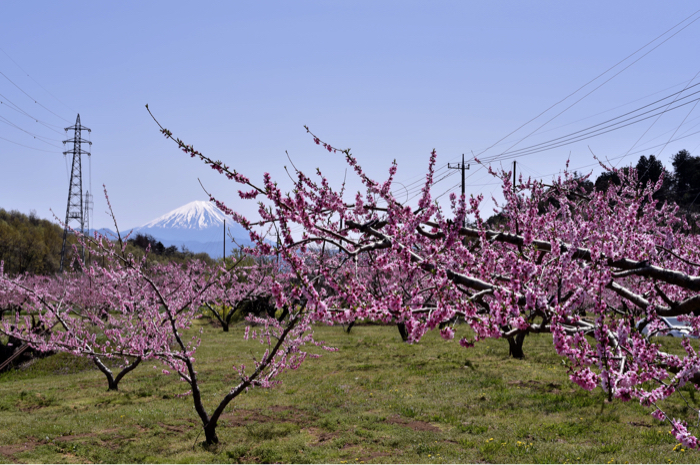 桜の次はもも〜♪_d0025144_21184983.jpg