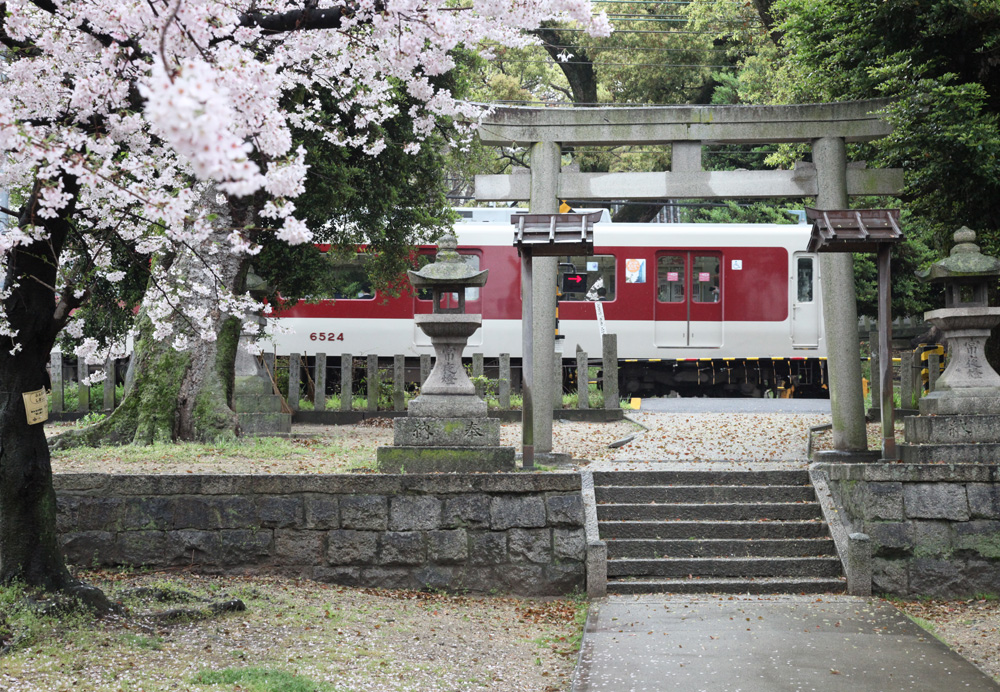 大阪　藤井寺市　澤田八幡神社　桜　近鉄電車_c0108146_21483551.jpg