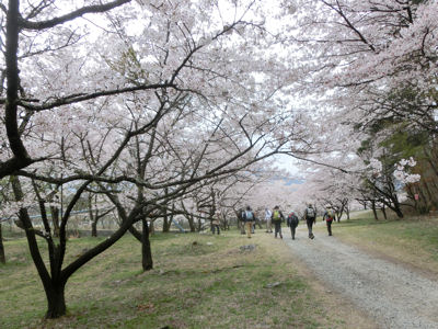 神宮川の桜並木2016 _f0019247_17452834.jpg