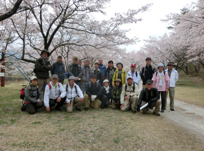神宮川の桜並木2016 _f0019247_17454933.jpg