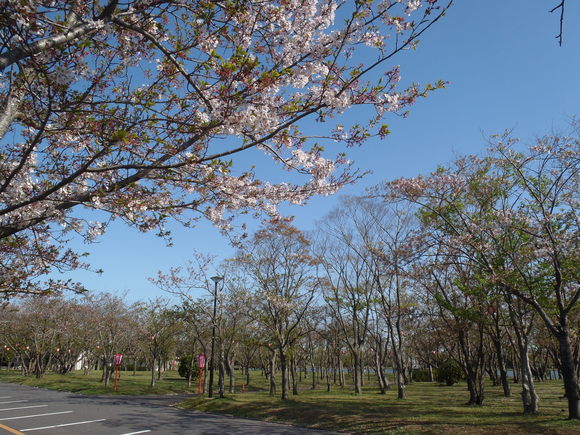 ◆4月15日(金)かみす桜まつり会場開花状況◆_f0229750_10211961.jpg