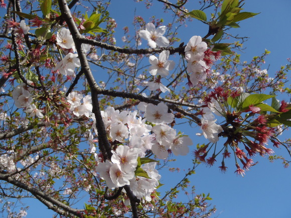 ◆4月15日(金)かみす桜まつり会場開花状況◆_f0229750_10214175.jpg