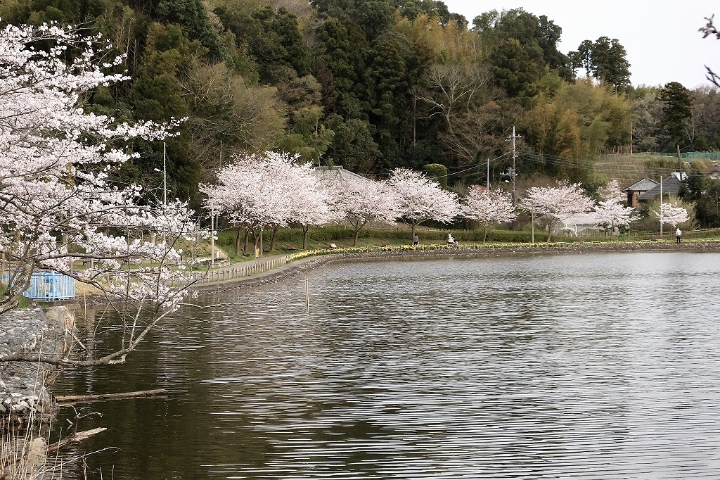 池のアオサギ、ニリンソウなど　_b0236251_1011739.jpg