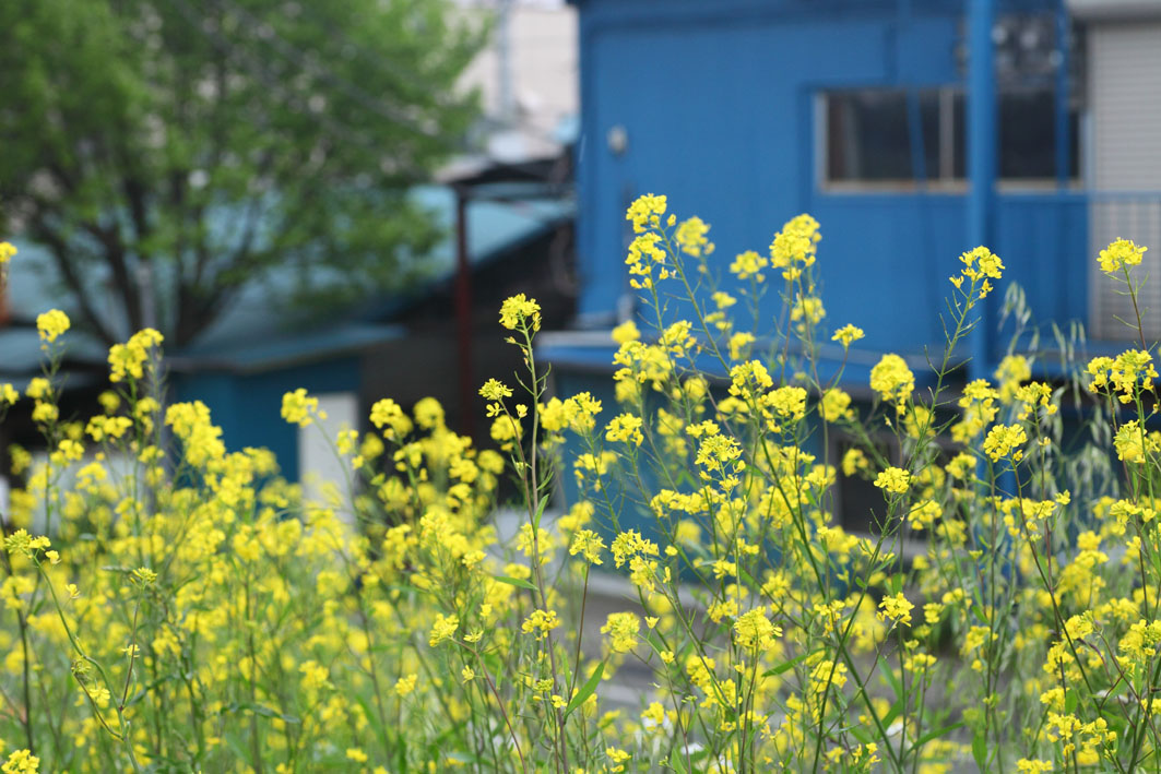 菜の花の向こう_c0299360_365278.jpg