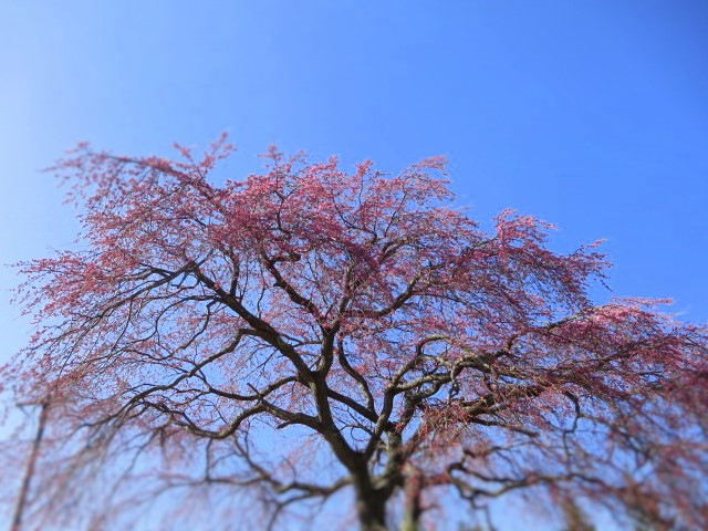 軽井沢の桜＊速報～ロイヤルコペンハーゲン・アウトレット_f0236260_21201328.jpg