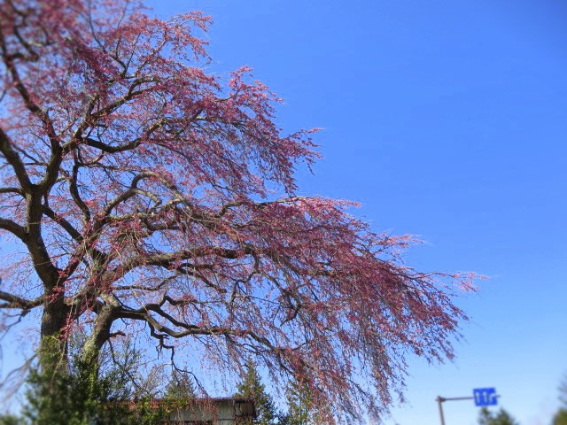 軽井沢の桜＊速報～ロイヤルコペンハーゲン・アウトレット_f0236260_21203073.jpg