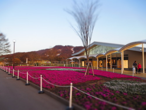 軽井沢の桜＊速報～ロイヤルコペンハーゲン・アウトレット_f0236260_2122111.jpg