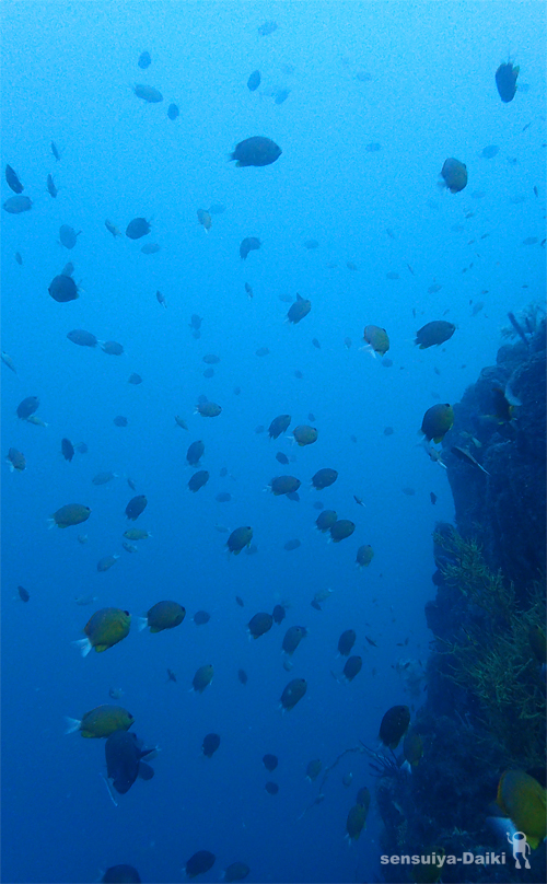 e0158261_917383.jpg