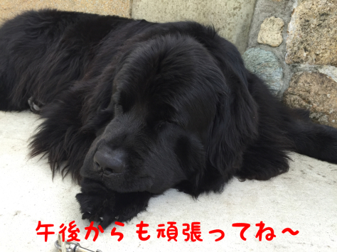 ゴロゴロマン ニューファンドランド Rikiがゆく