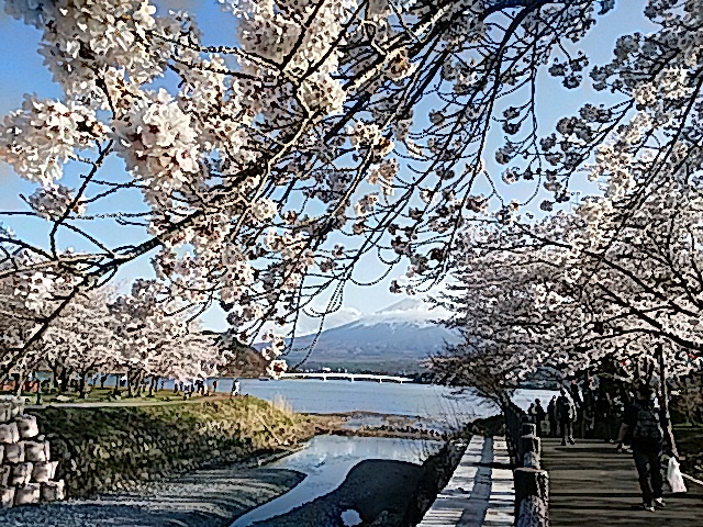 河口湖畔の桜が満開です！_c0156371_11592029.jpg