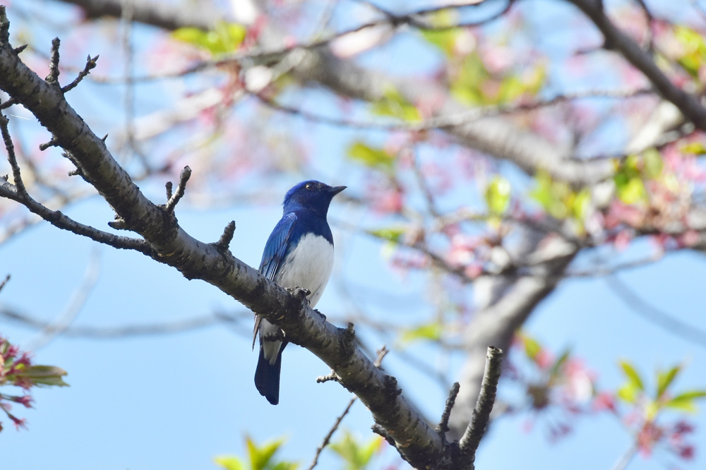 桜にオオルリ アトリ_f0053272_95083.jpg
