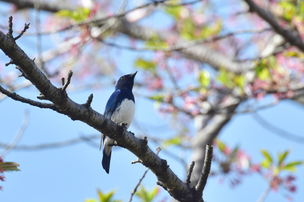 桜にオオルリ アトリ_f0053272_952560.jpg