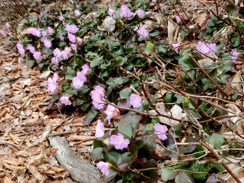 No438滋賀・イワウチワ街道の大御影山を歩く_b0185573_1416164.jpg