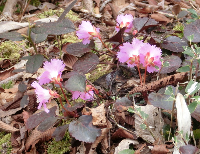 No438滋賀・イワウチワ街道の大御影山を歩く_b0185573_14221782.jpg