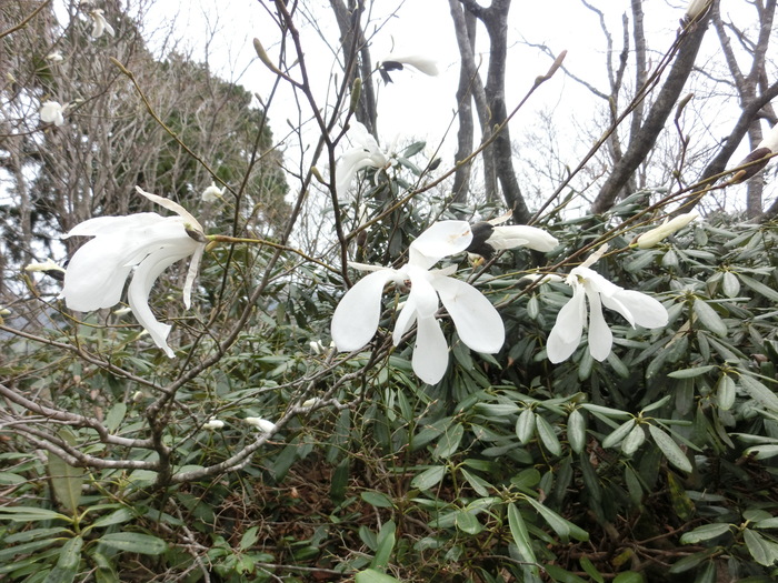 No438滋賀・イワウチワ街道の大御影山を歩く_b0185573_14433416.jpg