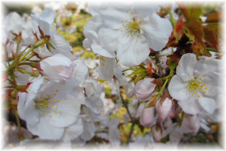 おたふく桜・・・♪_d0175974_21105010.jpg