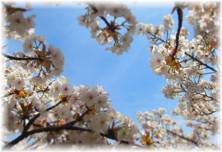 おたふく桜・・・♪_d0175974_2111133.jpg