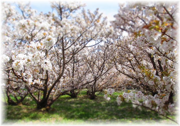 おたふく桜・・・♪_d0175974_21114022.jpg