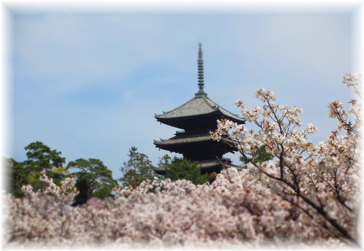 おたふく桜・・・♪_d0175974_2195823.jpg