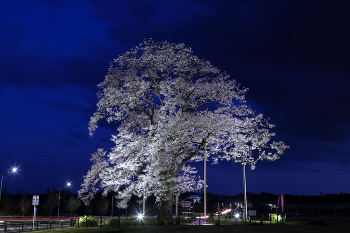 福島の桜2016　万燈桜_e0088874_0453183.jpg