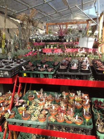 春のオザキフラワーパーク レポ 多肉基地 Taniku Kichi 春のオザキフラワーパーク レポ 多肉基地 Taniku Kichi