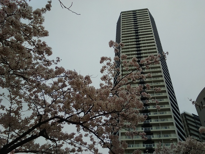 SAKURA_f0200477_22534528.jpg