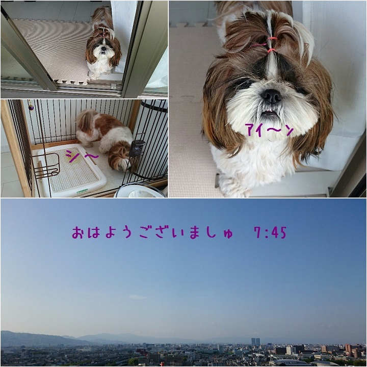 4月15日の写真だけ日記＆１年前の今日のあたち♪_c0363378_15304912.jpg