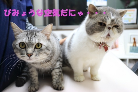 ぼるととぽるこ_c0245679_23041878.jpg