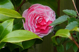 c0197980_56541.jpg
