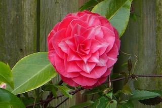 c0197980_56845.jpg