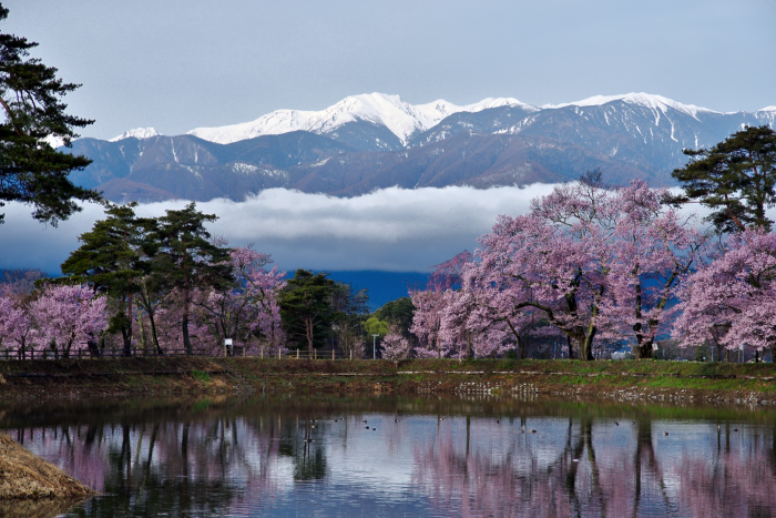 六道の堤の桜_d0341880_7322775.jpg