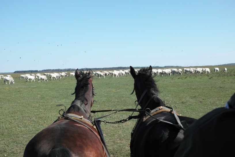 ホルトバージ国立公園 Hortobagy National Park The Puszta 象る 色々 ホルトバージ国立公園 Hortobagy National Park The Puszta 象る 色々