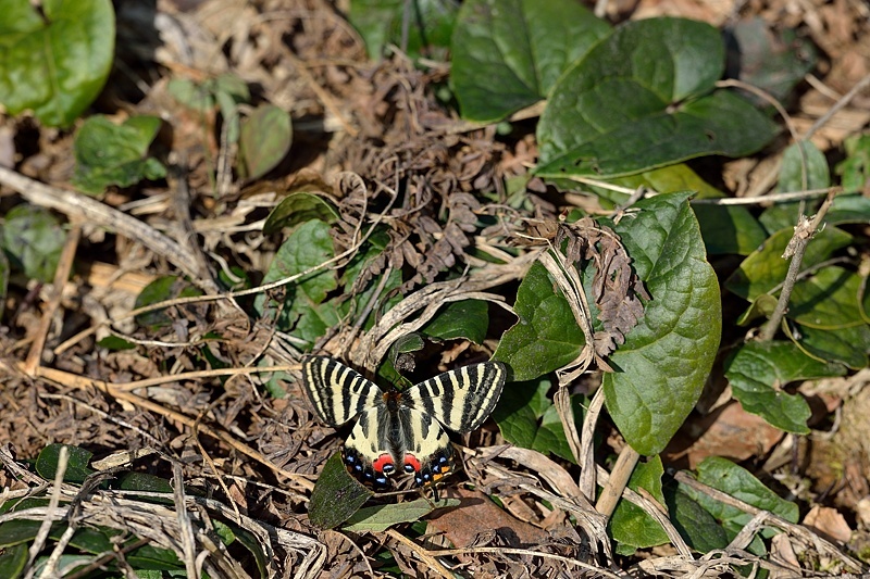 新潟のギフ（2016/4/9）_f0031682_22371160.jpg