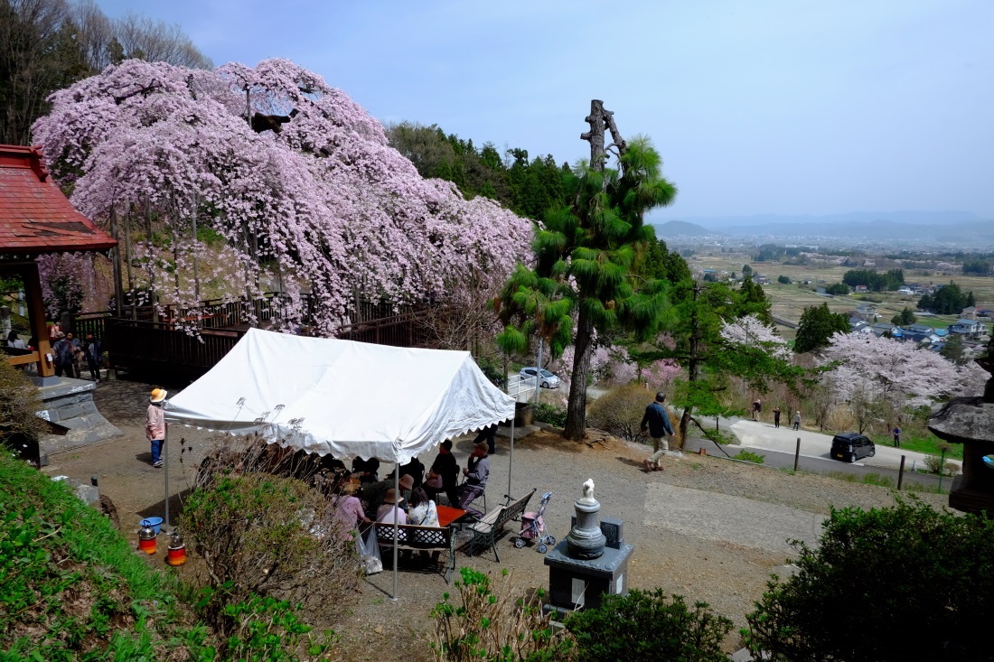 慈徳寺の種まき桜　福島県福島市佐原　２０１６・０４・０９_e0143883_2048214.jpg